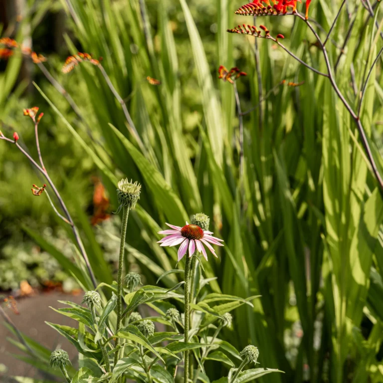 Dorpstuin landelijke beplanting