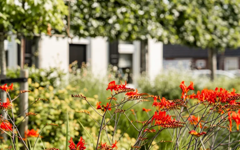 dorpstuin-nederhemert-voortuin-freesia-beplanting