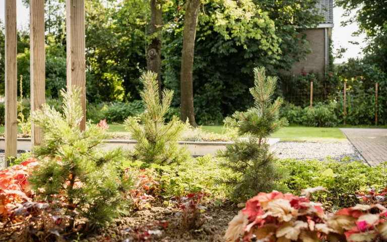 Landelijke tuin met dennenbomen en bodembedekkers