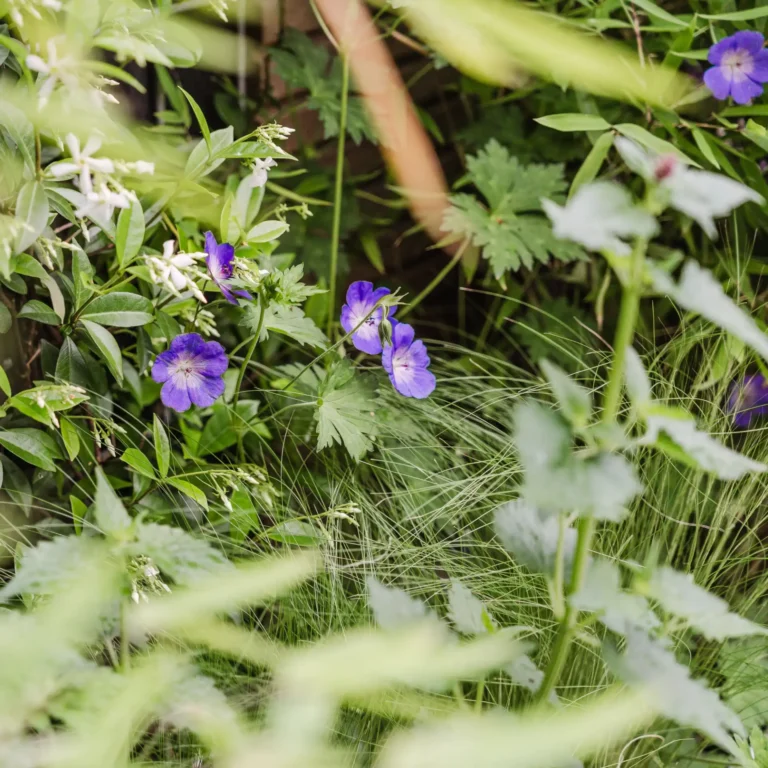 stadstuin-dordrecht-beplanting-kleurvol